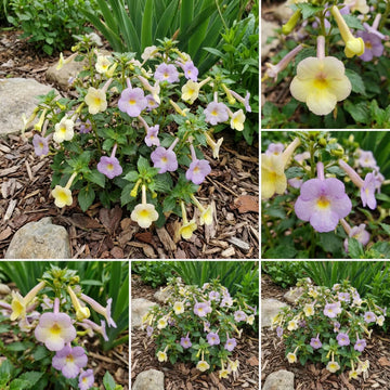 Achimenes Limoncello Lavendel Blumensamen einfache Aussaat