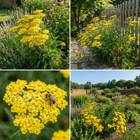 Yarrow Blumensamen zur Aussaat – pflegeleicht – Traditionssorte & ohne Gentechnik Samen Hausgarten