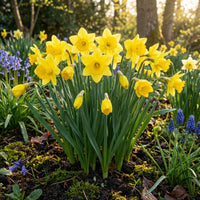 Narzisse Blumensamen zur Aussaat – farbenfroh Schau – Traditionssorte & ohne Gentechnik Samen Hausgarten