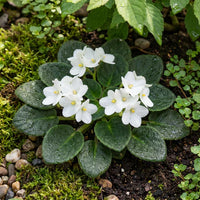 Weiß Saintpaulia Blumensamen zur Aussaat – Bestäuber freundlich – Traditionssorte & ohne Gentechnik Samen Hausgarten