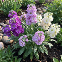 Lila & WhiteMatthiola Incana Blumensamen zur Aussaat – sonnenliebend – Traditionssorte & ohne Gentechnik Samen Hausgarten