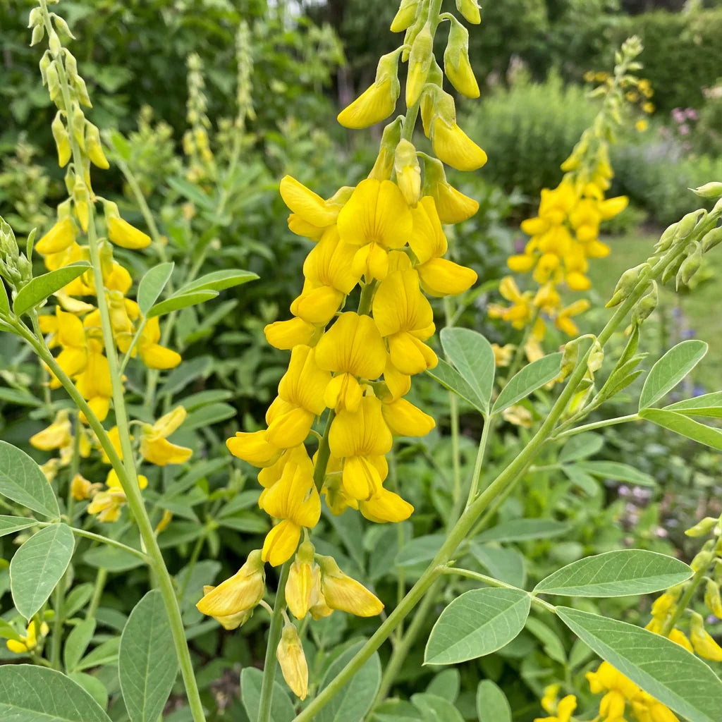 Gelb Smooth Rattlebox Blumensamen zur Aussaat – robust Sorte – Traditionssorte & ohne Gentechnik Samen Hausgarten
