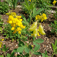 Gelb Smooth Rattlebox Blumensamen zur Aussaat – robust Sorte – Traditionssorte & ohne Gentechnik Samen Hausgarten