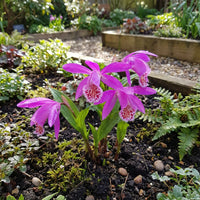 Tongariro robust Blumensamen zur Aussaat – ideal Rabatten – Traditionssorte & ohne Gentechnik Samen Hausgarten