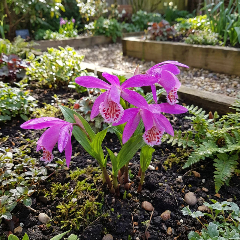 Tongariro robust Blumensamen zur Aussaat – ideal Rabatten – Traditionssorte & ohne Gentechnik Samen Hausgarten