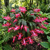 Gemischt Zygocactus Truncatus Blumensamen zur Aussaat – Schnitt Blume beliebt – Traditionssorte & ohne Gentechnik Samen Hausgarten