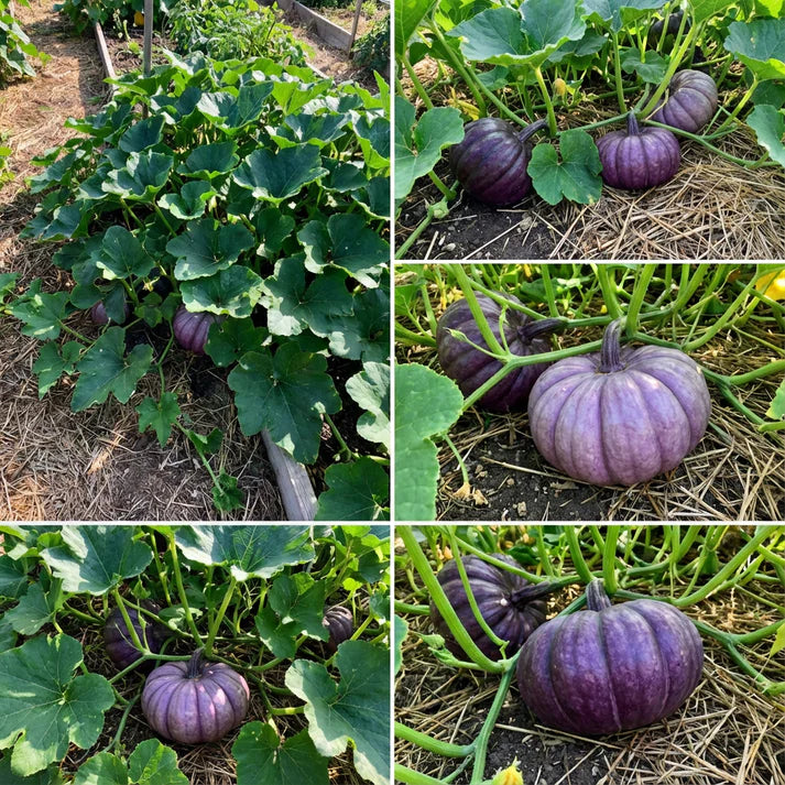 Lila Pumpkin Gemüsesamen für einfache Aussaat