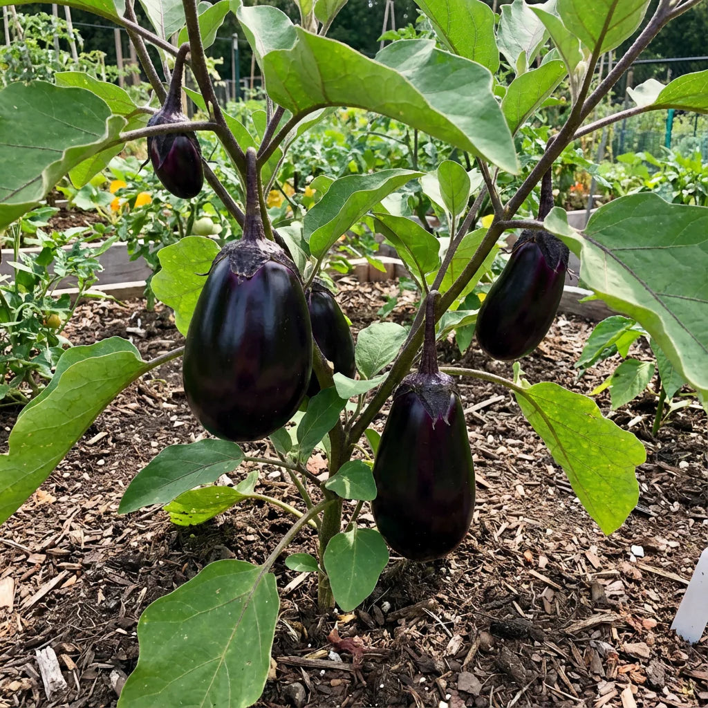 SAFLAX Eggplant Samen für einfache Aussaat  Grow Your Own Gemüses