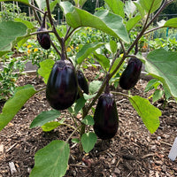 SAFLAX Eggplant Samen für einfache Aussaat  Grow Your Own Gemüses