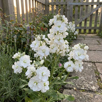 Weiß Evening Stock Blumensamen zur Aussaat – duftend Blüten – Traditionssorte & ohne Gentechnik Samen Hausgarten