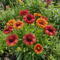 Gaillardia Lorenzania Gemischt Blume Samen zur Aussaat