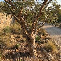 boswellia sacra samen für pflanzung heirloom non gmo high germination organic frankincense tree samen für easy growing