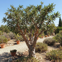 boswellia sacra samen für pflanzung heirloom non gmo high germination organic frankincense tree samen für easy growing