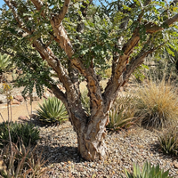 boswellia sacra samen für pflanzung heirloom non gmo high germination organic frankincense tree samen für easy growing