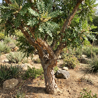frankincense tree boswellia variety für home garden and botanical growing