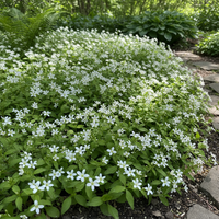 Sweet Woodruff Blumensamen zur Aussaat – Traditionssorte – ohne Gentechnik – Keimung biologisch Garten Samen duftend Blüten