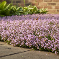 Creeping Thyme Blumensamen Mischung (Thymus serpyllum) Bodendecker Garten Aussaat
