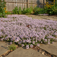 Creeping Thyme Blumensamen Mischung zur Aussaat – Traditionssorte & ohne Gentechnik Garten Samen