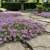 Creeping Thyme Blumensamen Mischung zur Aussaat – Traditionssorte & ohne Gentechnik Garten Samen