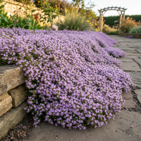 Creeping Thyme Blumensamen Mischung Low Growing Bodendecker Garten Use