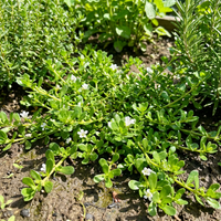 bacopa monnieri brahmi Kräuterpflanze samen für home garden and natural Kräuterpflanze growing