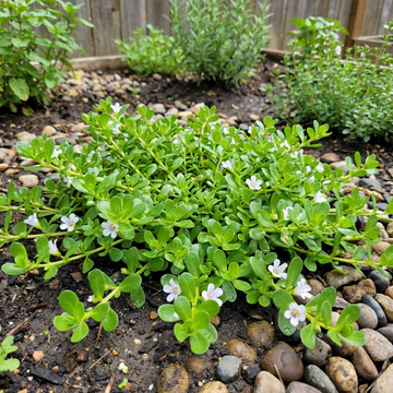 brahmi bacopa monnieri samen für pflanzung heirloom non gmo ayurvedic medicinal Kräuterpflanze für brain memory support