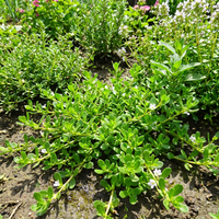brahmi bacopa monnieri samen für pflanzung heirloom non gmo ayurvedic medicinal Kräuterpflanze für brain memory support