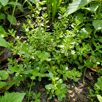 brahmi Kräuterpflanze samen für home garden growing and traditional Kräuterpflanze cultivation