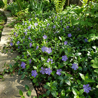 Immergrün minor Immergrün Blumensamen Halbschatten Garten Bodendecker Use