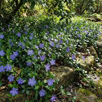 Immergrün minor Immergrün Blumensamen Halbschatten Garten Bodendecker Use