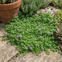 corsican mini mint samen heirloom non gmo high germination organic garden samen für pflanzung compact flavorful