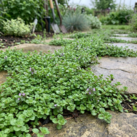 corsican mini mint samen heirloom non gmo high germination organic garden samen für pflanzung compact flavorful