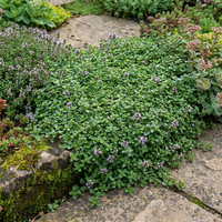mentha requienii corsican mini mint für containers ground cover and small Kräuterpflanze gardens
