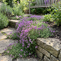 Lila Creeping Thyme Blumensamen – Traditionssorte – ohne Gentechnik – duftend Bodendecker Garten Aussaat