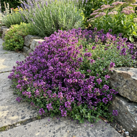 Lila Creeping Thyme Blumensamen – Traditionssorte – ohne Gentechnik – duftend Bodendecker Garten Aussaat