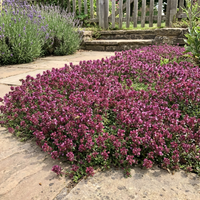Lila Creeping Thyme Blumensamen Garten Bodendecker duftend Blüten