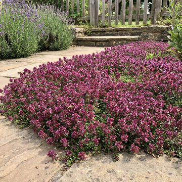 Lila Creeping Thyme Blumensamen Garten Bodendecker duftend Blüten