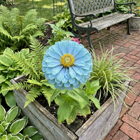 Zinnie elegans Himmelblau Blumensamen Hausgarten Growing und Landscape Use