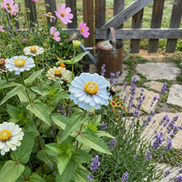 Himmelblau Zinnie Blumensamen zur Aussaat – Traditionssorte – ohne Gentechnik – Keimung biologisch Garten Samen