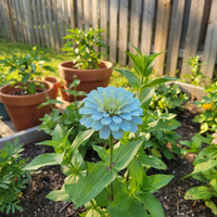 Himmelblau Zinnie Blumensamen Hausgarten Growing und saisonal Schau