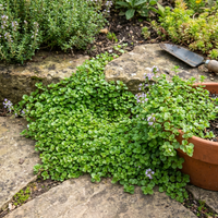 corsican mini mint für containers ground cover gardens and compact Kräuterpflanze growing