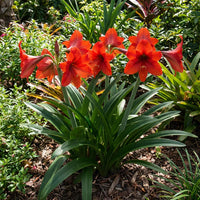 Hippeastrum Rutilum Blumensamen zur Aussaat – Anzucht – Traditionssorte & ohne Gentechnik Samen Hausgarten
