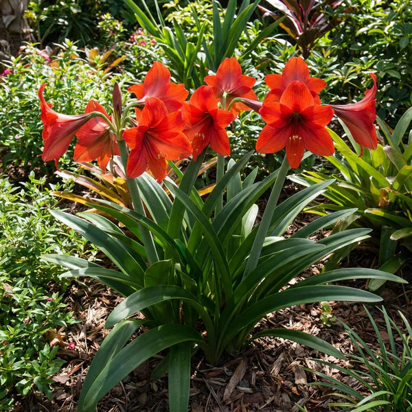 Hippeastrum Rutilum Blumensamen zur Aussaat – Anzucht – Traditionssorte & ohne Gentechnik Samen Hausgarten
