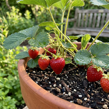 Albion Erdbeeren Samen – Süße Beeren für den Anbau im Garten
