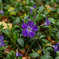 Vinca Minor Blumensamen – Immergrüne Bodendeckerpflanze für den Garten