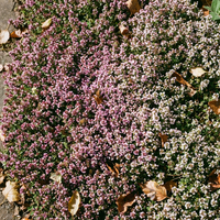 Kriechender Thymian Blumensamen Mischung – Bodendeckende Pflanze für den Garten