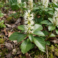 Pachysandra Blumensamen zur Aussaat – ohne Gentechnik Traditionssorte – Keimung biologisch Garten Samen