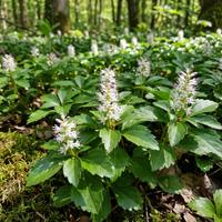 Pachysandra terminalis Blumensamen Halbschatten Garten Bodendecker Use