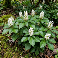Pachysandra Blumensamen zur Aussaat – ohne Gentechnik Traditionssorte – Keimung biologisch Garten Samen