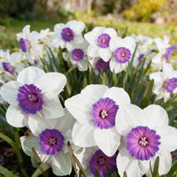 Lila Daffodils Blumensamen zur Aussaat sonnenliebend Traditionssorte & ohne Gentechnik Samen Hausgarten